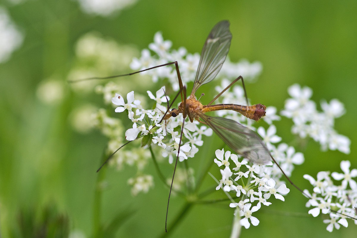 Wiesenschnake