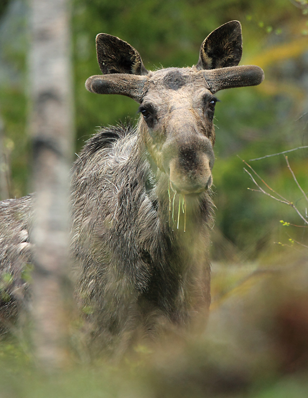 Schwedischer Elchbulle im Mai