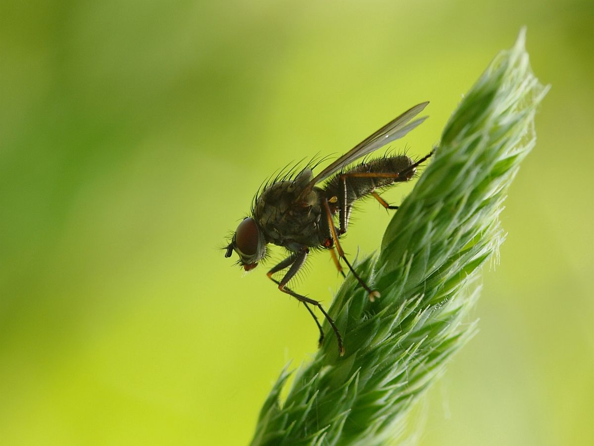 erstes Fliegenmakro