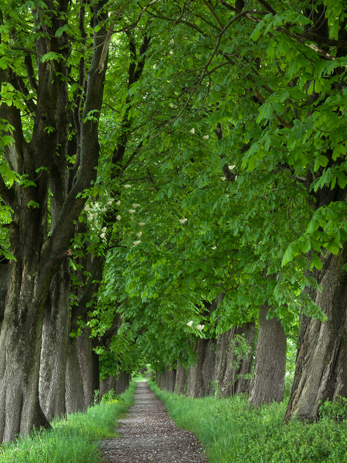 Kastanienallee