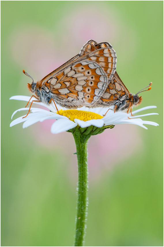 Euphydryas aurinia