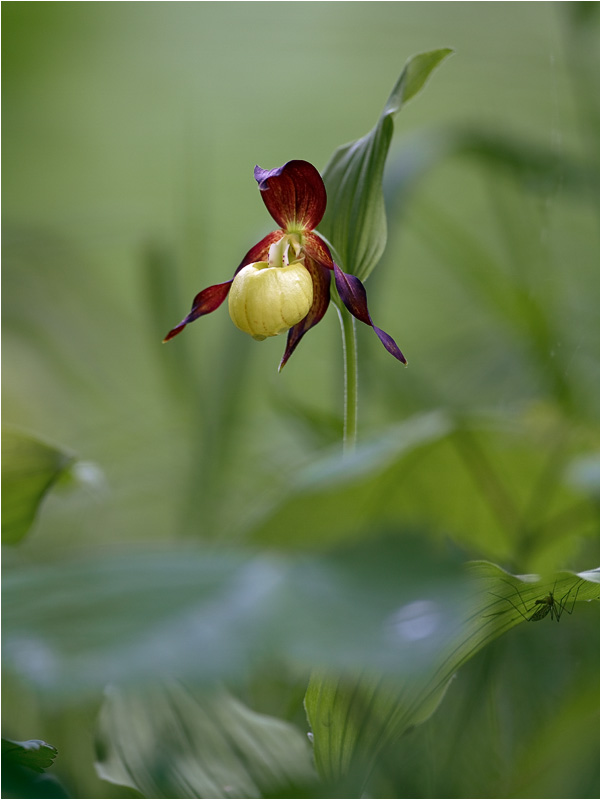 Gelber Frauenschuh (Cypripedium calceolus)