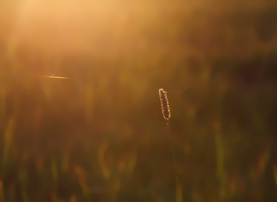 In der Abendsonne....