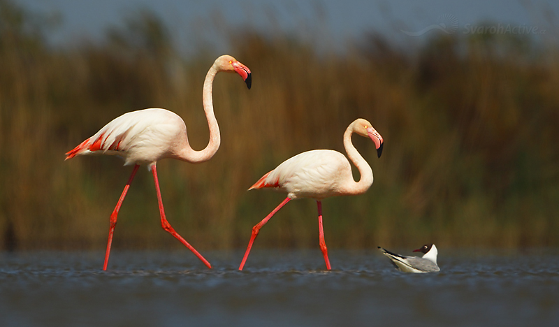 Rosaflamengo (Phoenicopterus ruber)