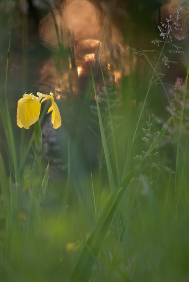 ~ Sumpfschwerlilie im Wiesenchaos ~