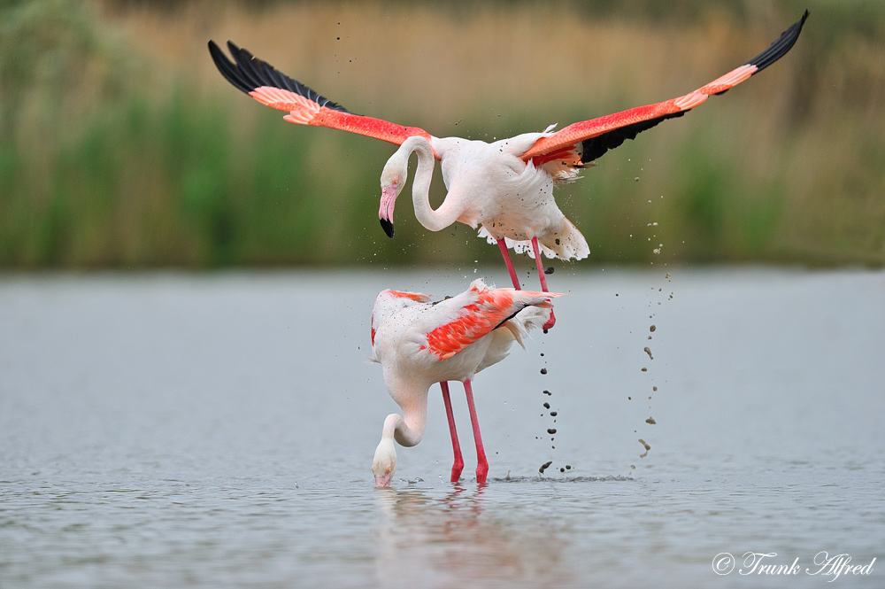 Liebe ist pink