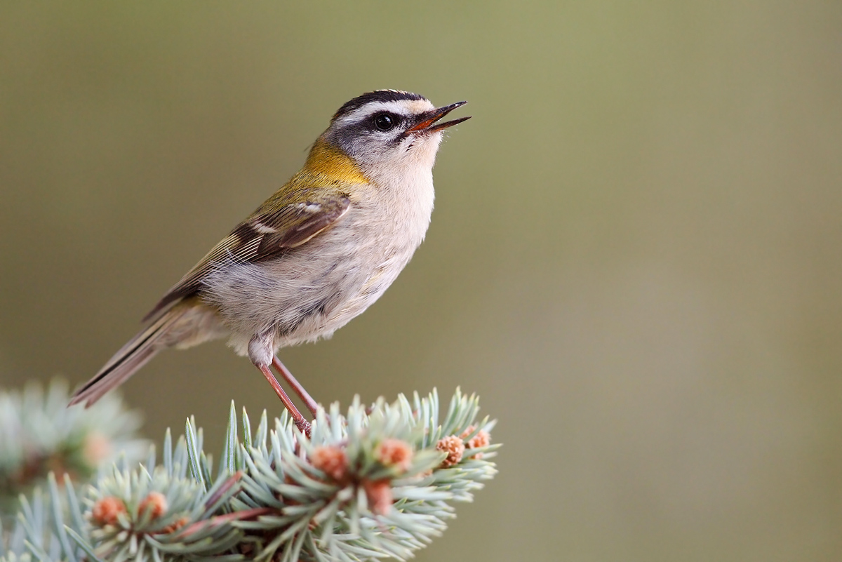 Sommergoldhähnchen (Regulus ignicapillus)