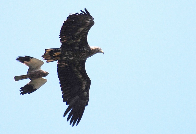 Seeadler mit Rohrweihe