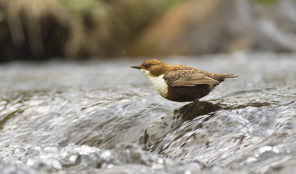 Wasseramsel im Lebensraum