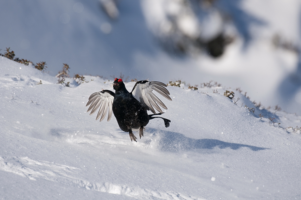 Balzsprung im Neuschnee