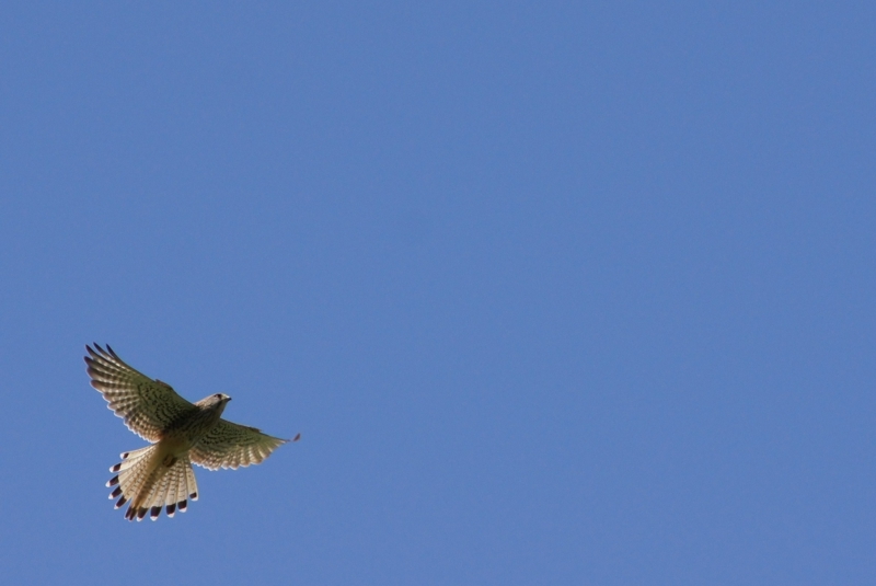 Falke beim Anflug