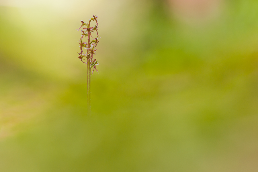 Kleines Zweiblatt (Listera cordata) - auch eine Orchidee !