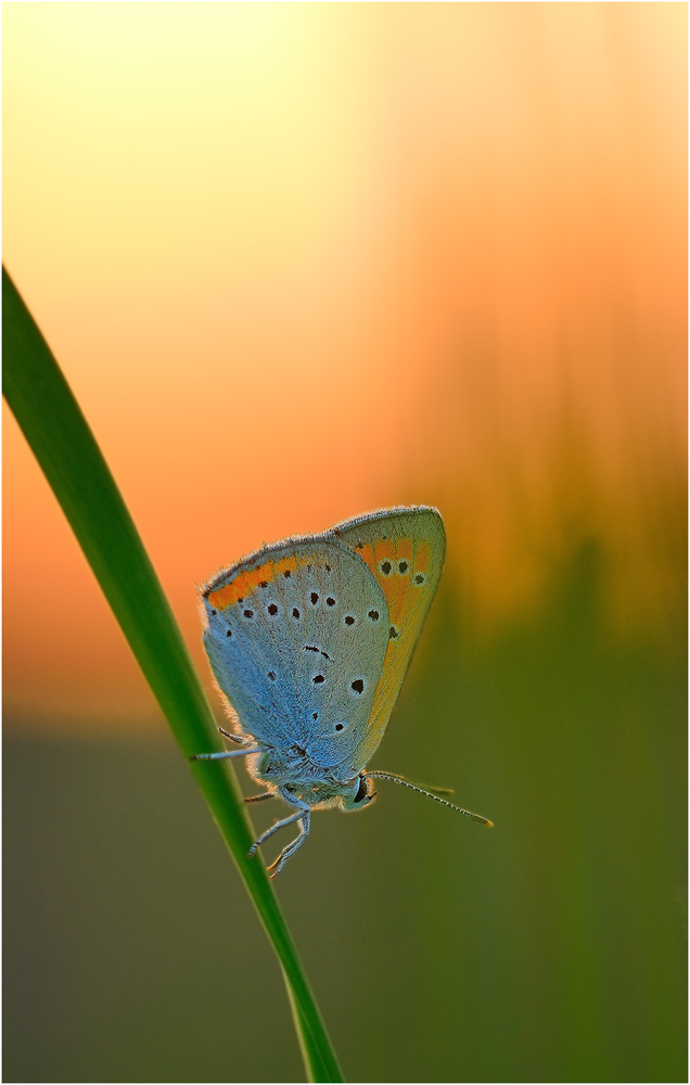 Feuerfalter in der Abendsonne