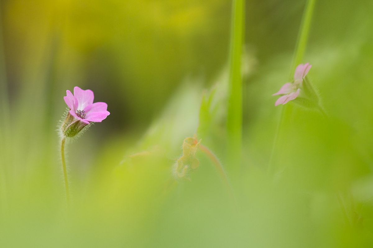 ...nur ein wenig  Rosa...