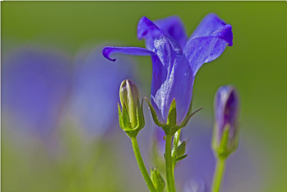 Campanula