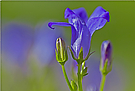Campanula