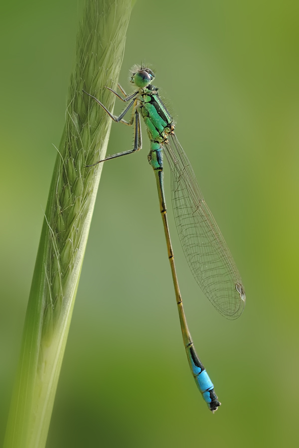 Große Pechlibelle