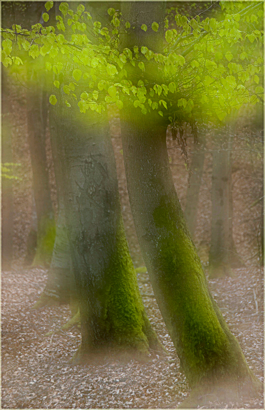 Lu-Lu-Wald