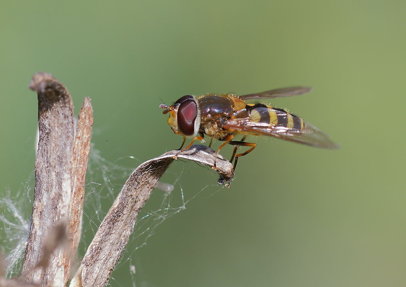 Gestreifte Waldschwebfliege