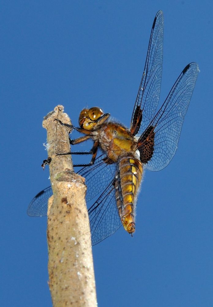 Libelle beim Sonnenbad