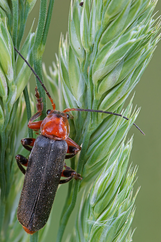 Weichkäfer