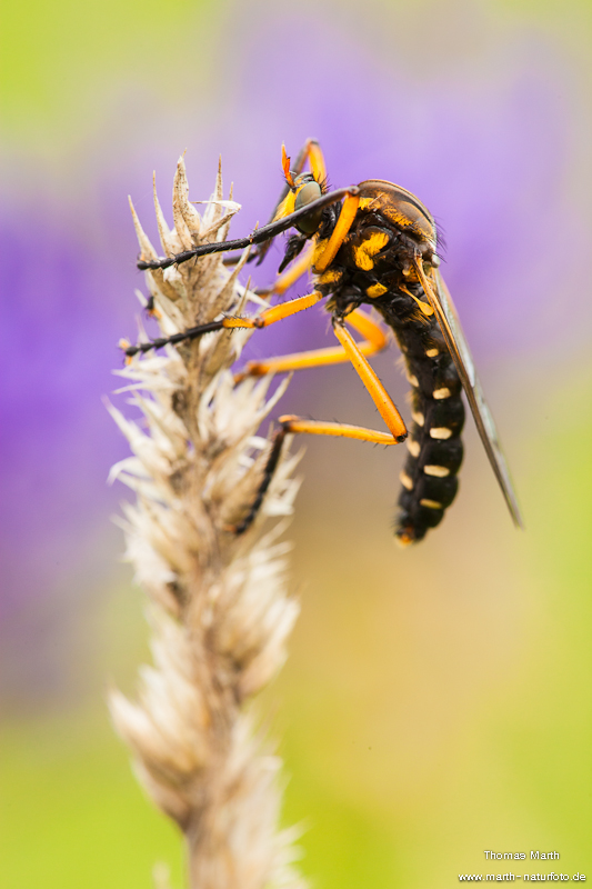 Kleine Wolfsfliege (Molobratia teutonus)