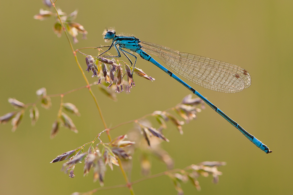 Hufeisen-Azurjungfer (Coenagrion puella)