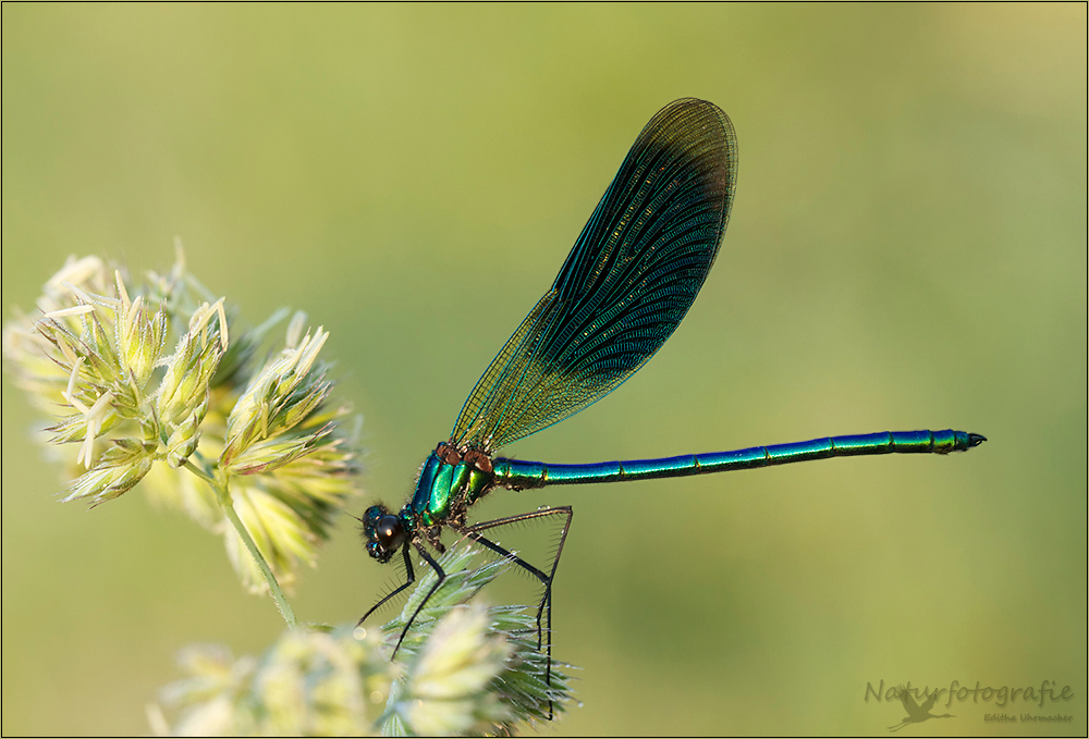 maskuline gebänderte prachtlibelle ( calopteryx splendens )