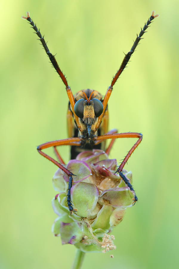 Molobratia teutonus