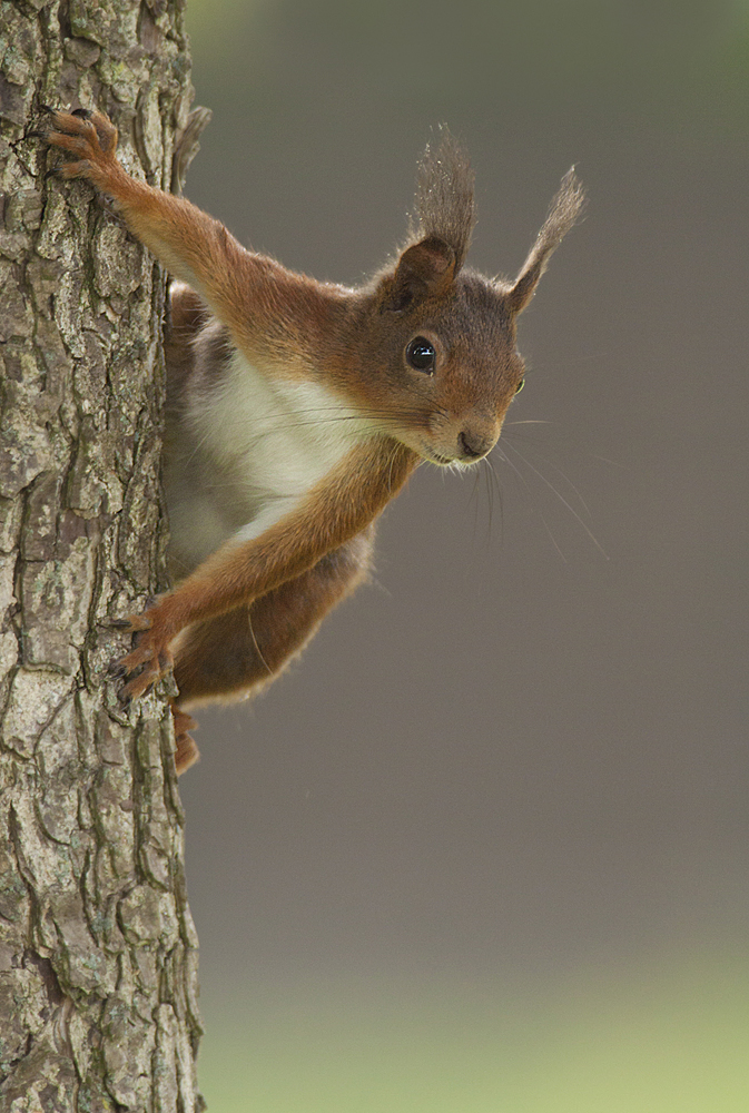 Eichhörnchen