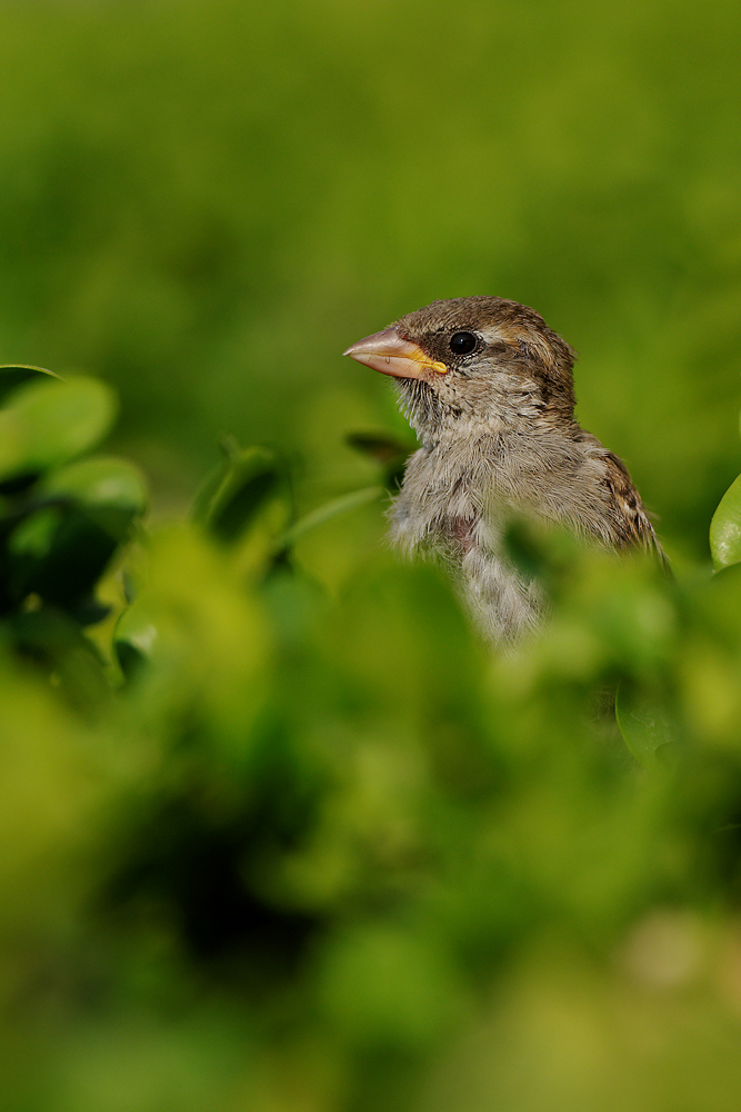 Haussperling (Passer domesticus)