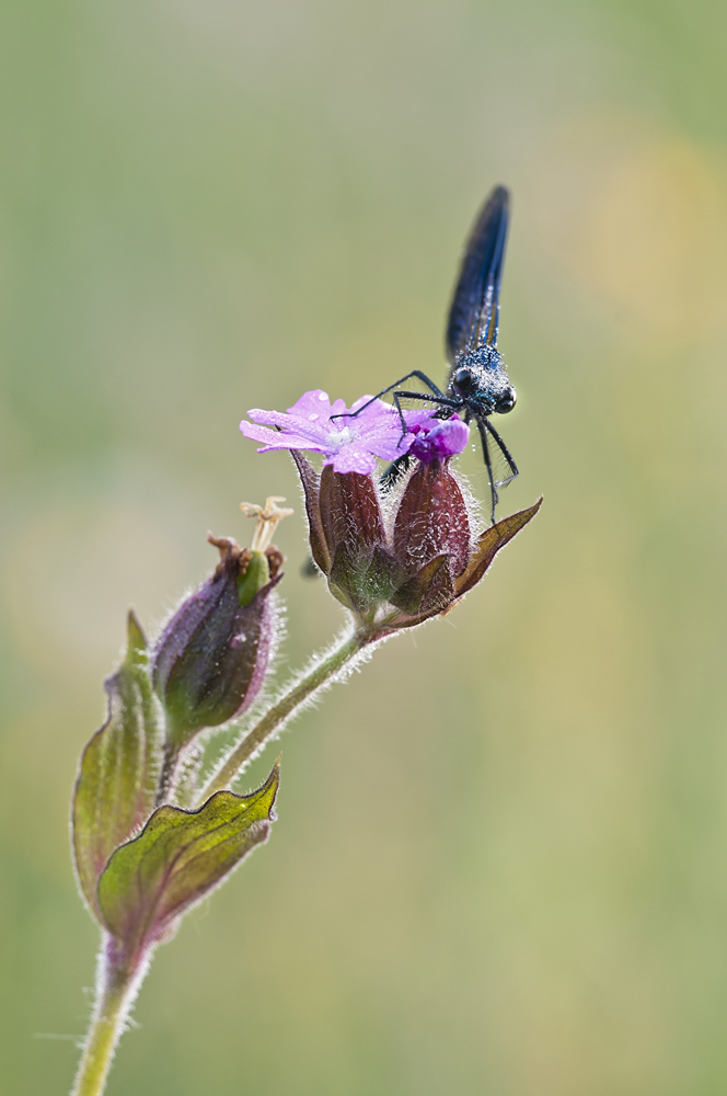 Prachtlibelle auf Lichtenlke