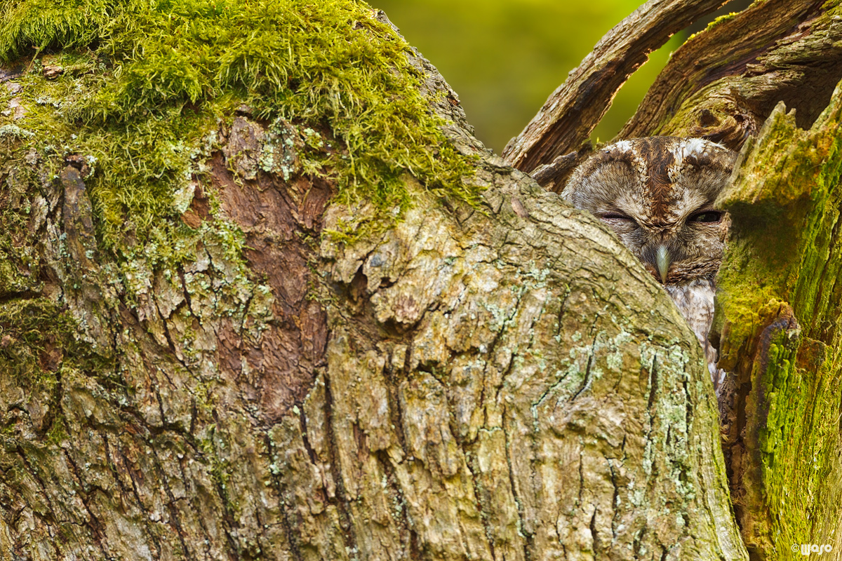 Getarnt und versteckt (Waldkauz)