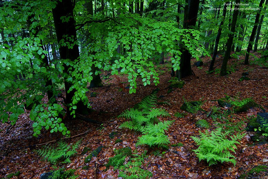 Es grünt so grün im Wald