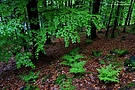 Es grünt so grün im Wald