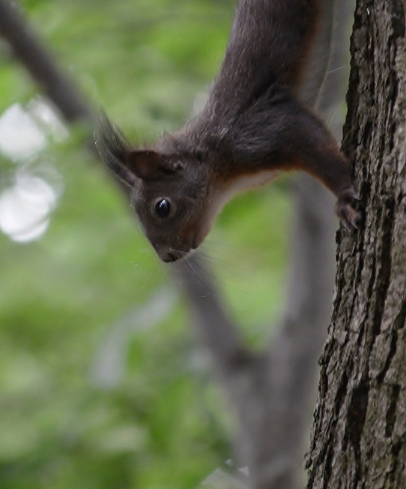 Eichhörnchen