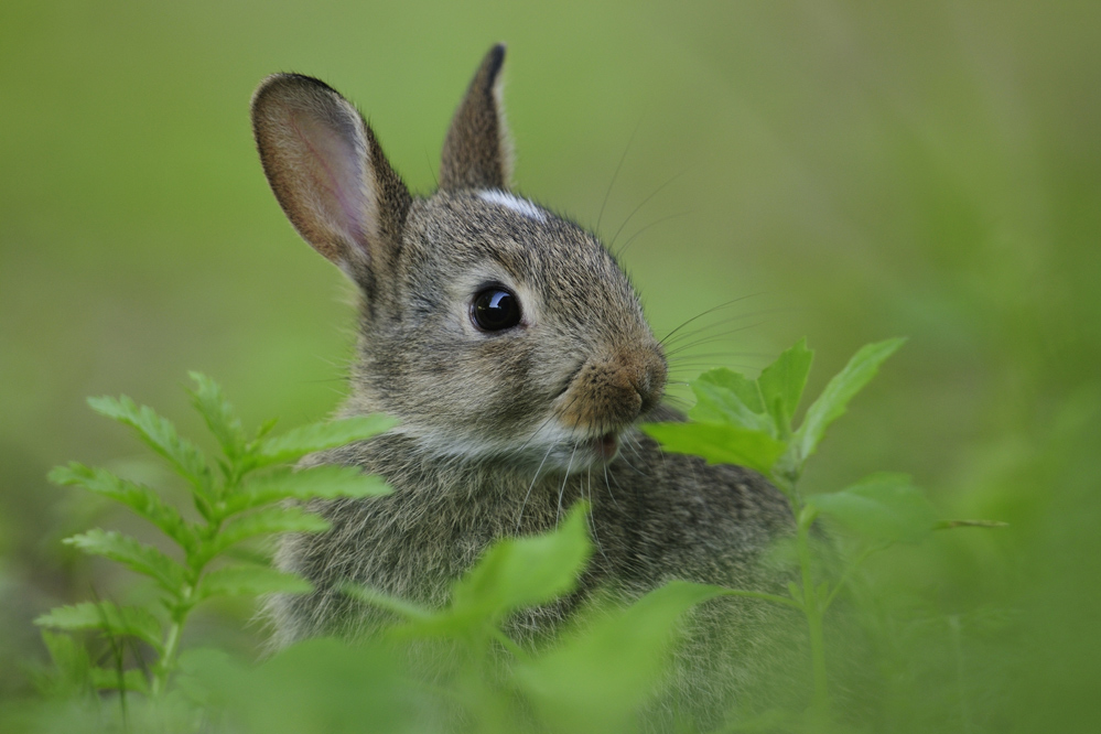 Wildkaninchen (Oryctolagus cuniculus)