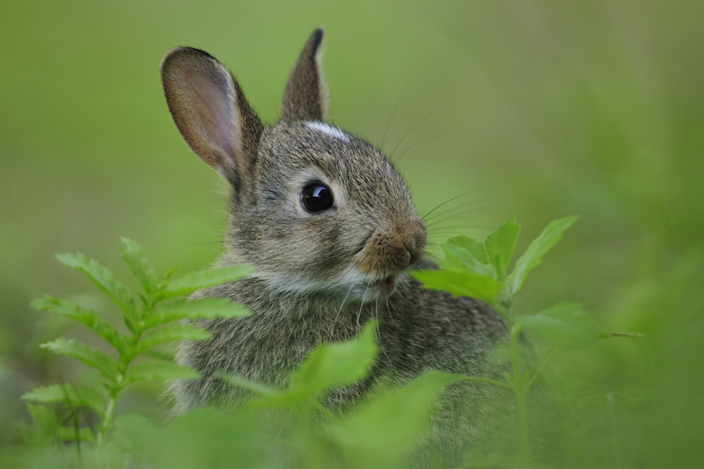 Wildkaninchen (Oryctolagus cuniculus) (Forum für Naturfotografen)