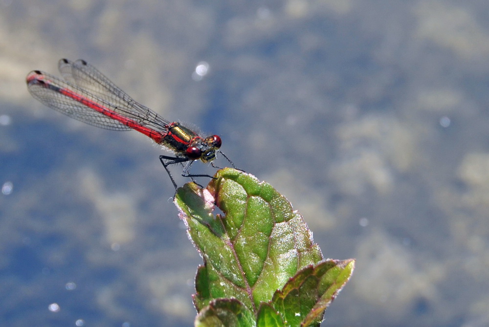 Libelle