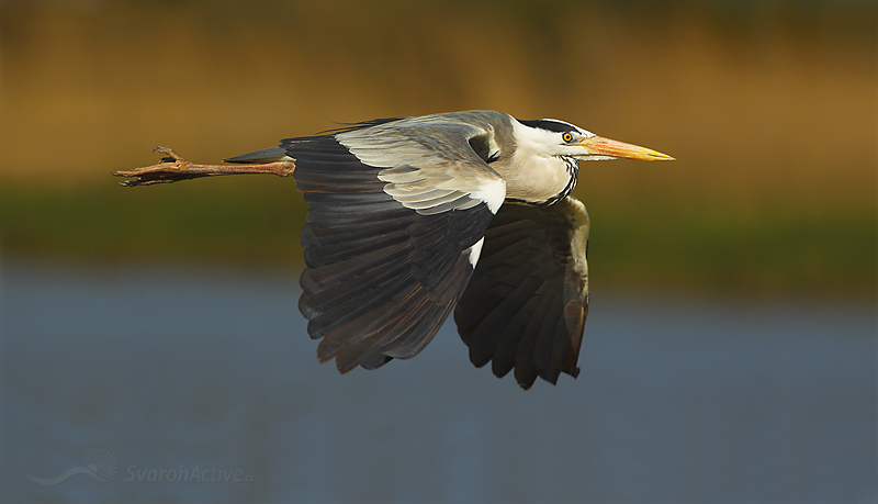 Graureiher (Ardea cinerea)