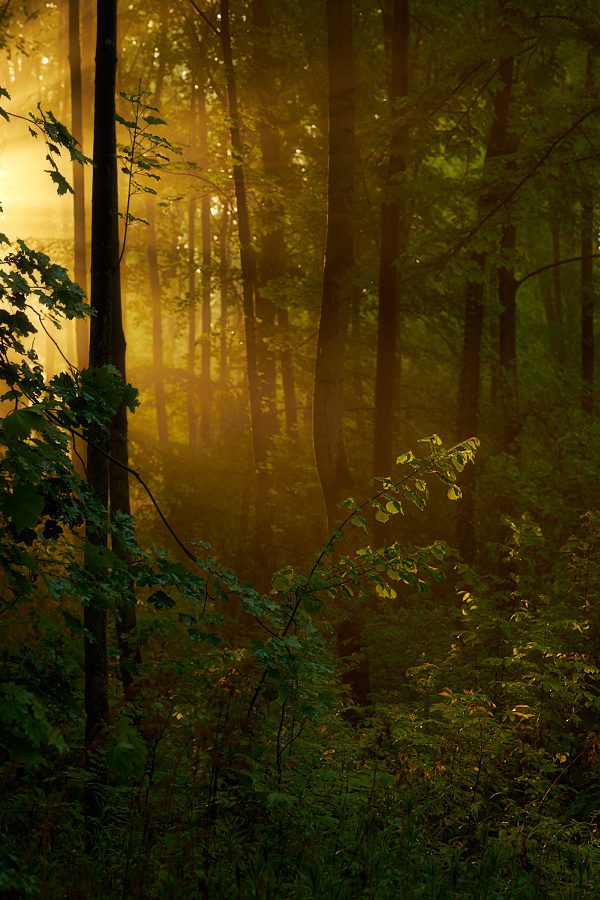 Morgensonne im Auwald