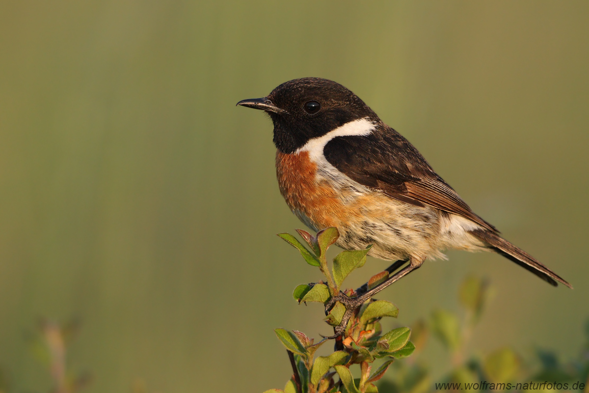 Schwarzkehlchen (Saxicola rubicola)