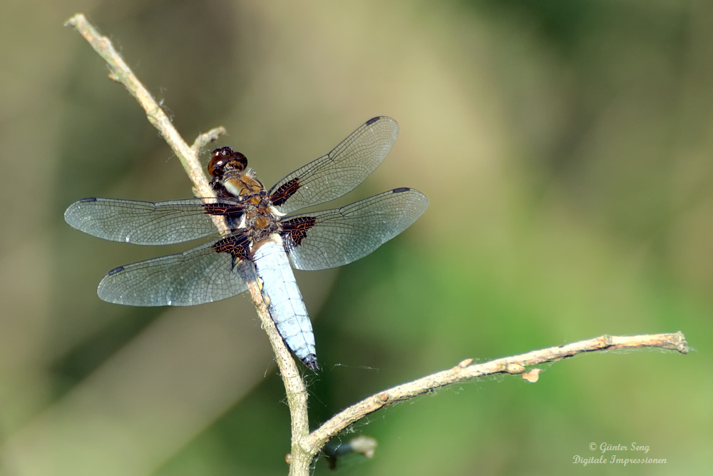 Plattbauch, männlich  (Libellula depressa)