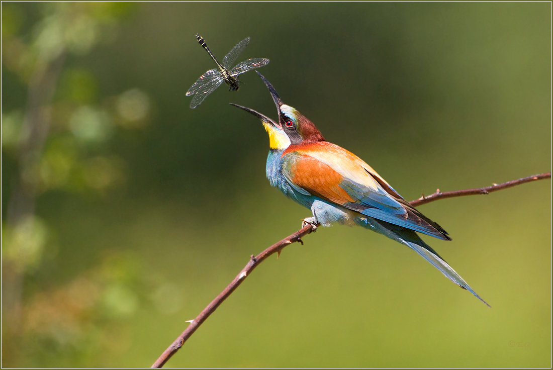 „Libellen-Jongleur“