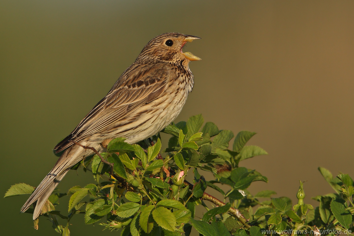 Grauammer (Emberiza calandra)