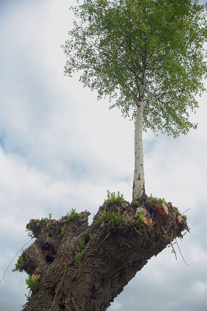 "Maibaum", leicht verspätet....