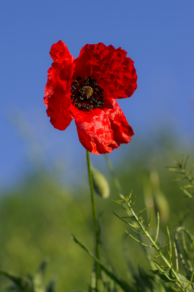 Mohnblüte