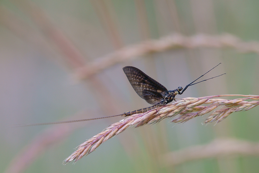 Ephemera vulgata