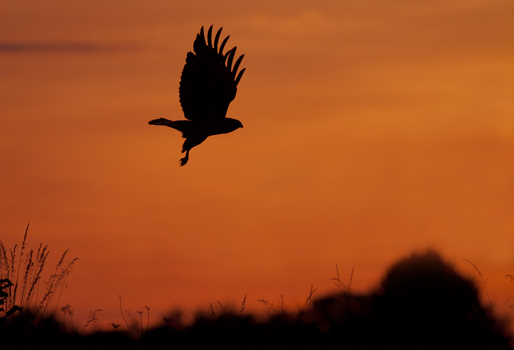 Frustbussard