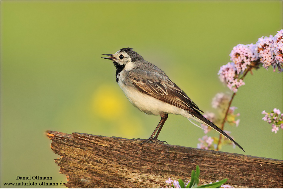 Bachstelze im Blumenmeer